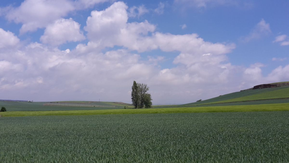 Irgendwann höre ich auf, Bilder von alleinstehenden Bäumen zu machen. Versprochen Irgendwann höre ich auf, Bilder von alleinstehenden Bäumen zu machen. Versprochen