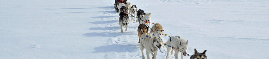 DieSchlitten in voller Fahrt. Foto: Real Fiction Film