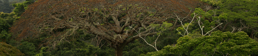 Das Geheimnis der Bäume. Foto: Sarah Del Ben / Wild Touch